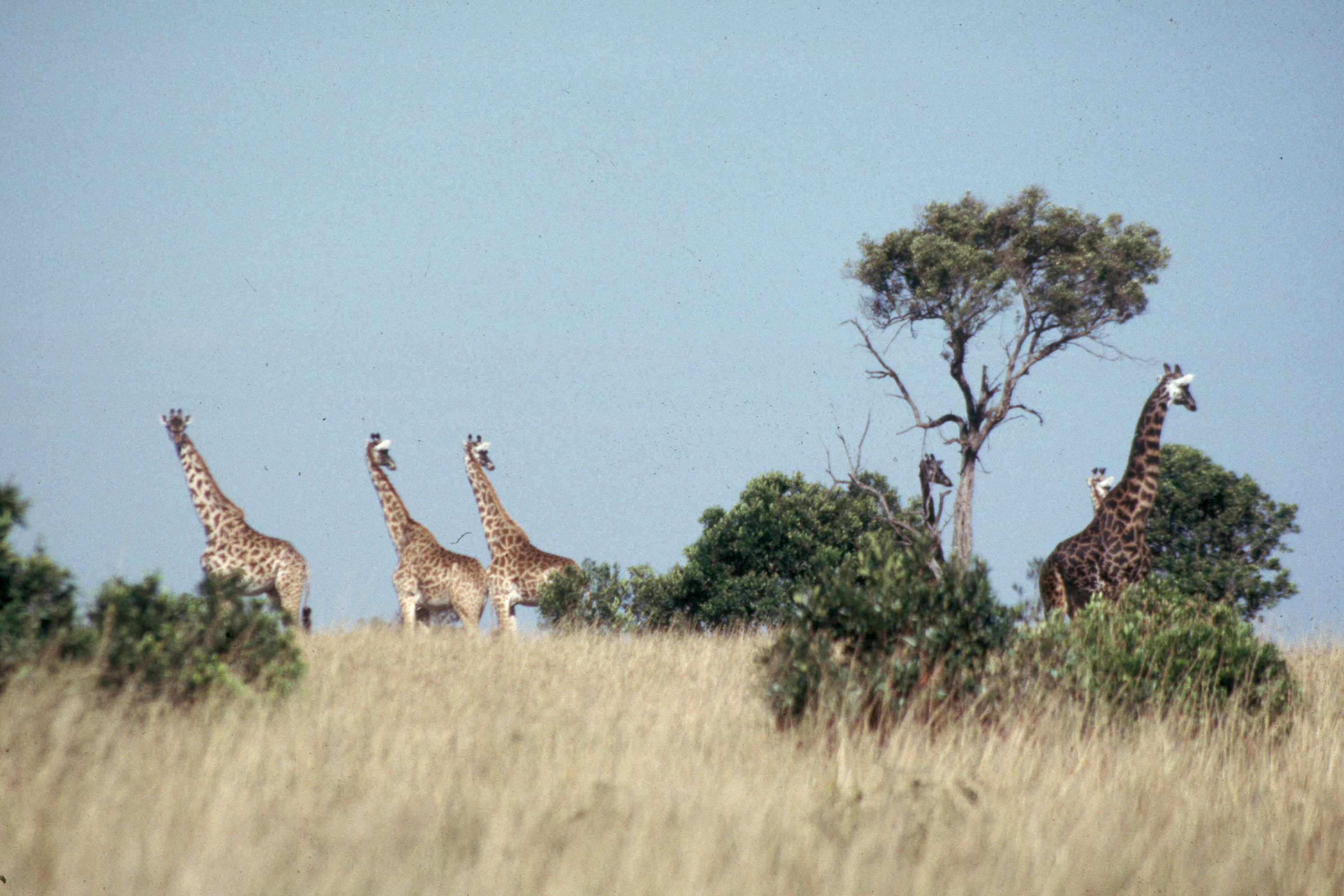 masai-giraffe-Scan237