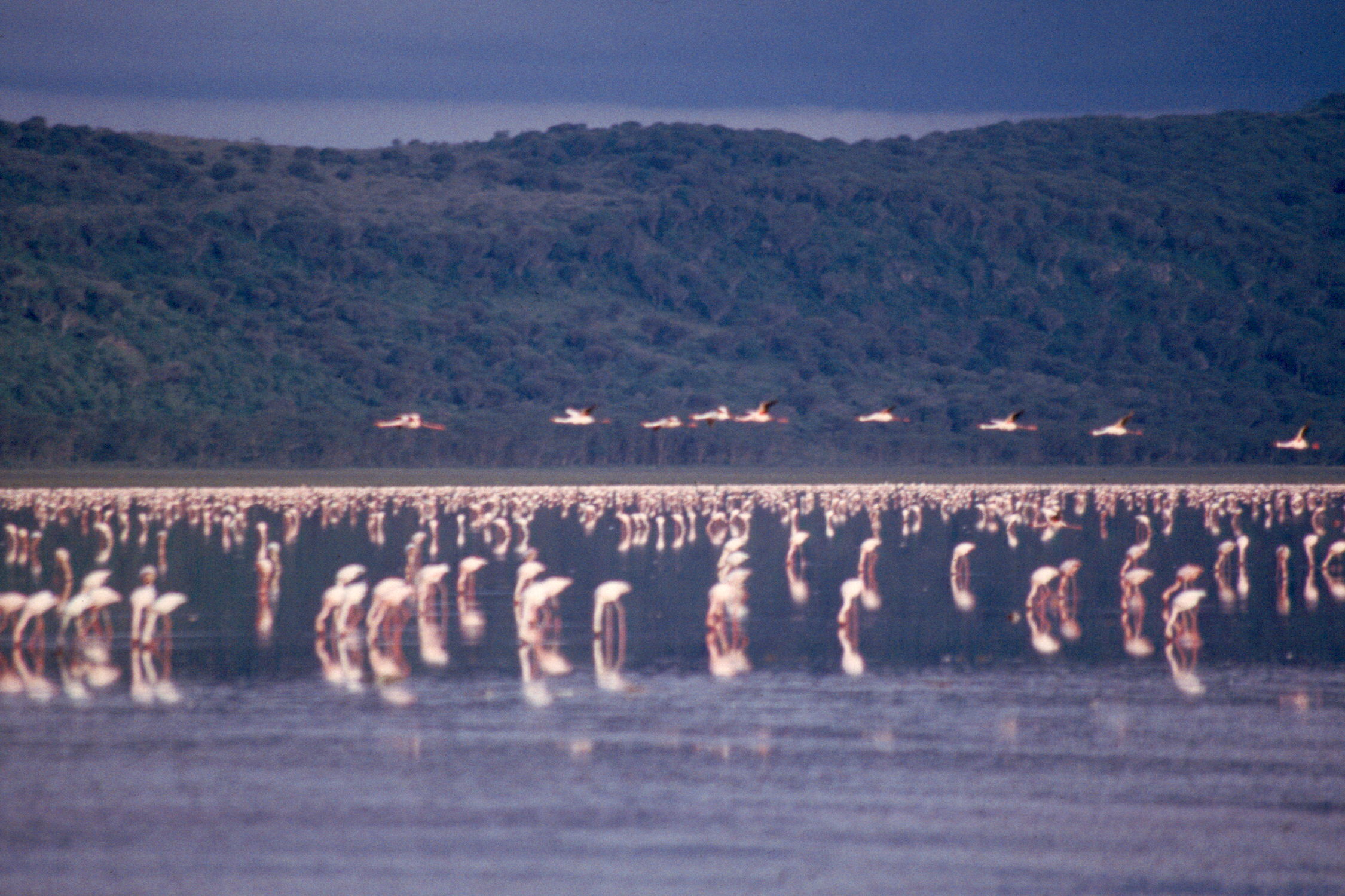 nakuru-lake-flamengo-05