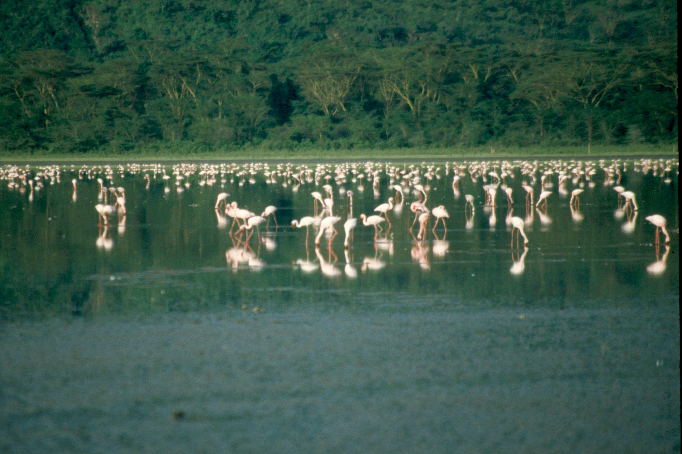 nakuru-lake-flamengo-16