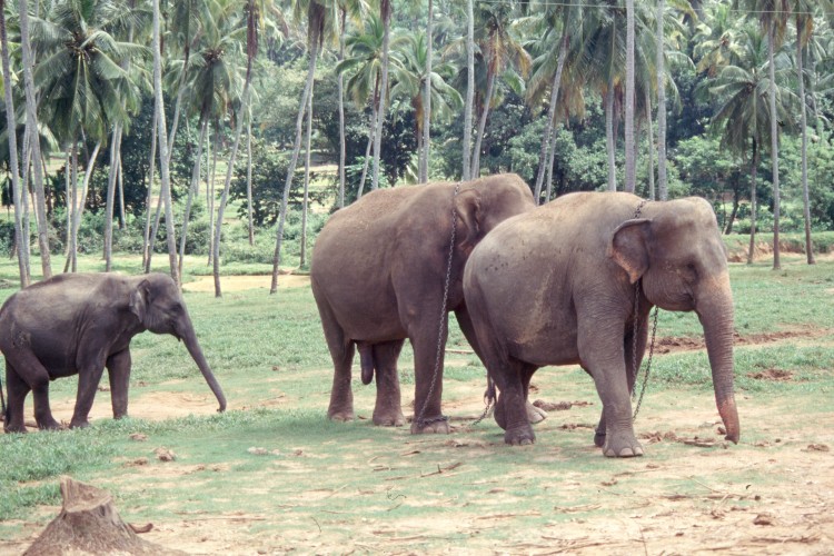 elephant-Scan23