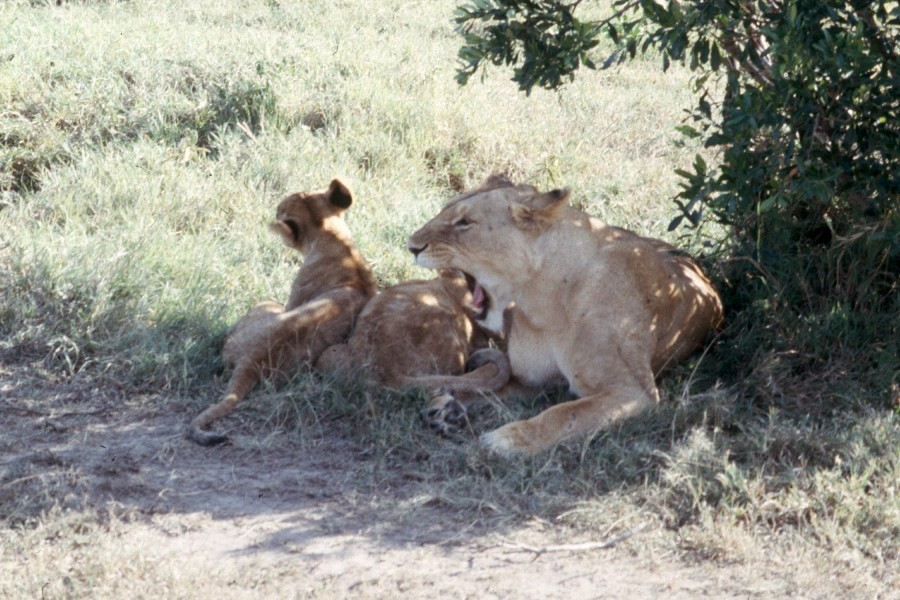 masai-lion-Scan3837