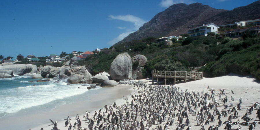 chobl-CPT-penguin-beach