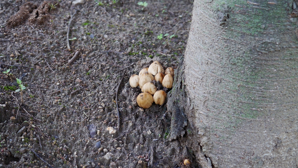 버섯 (2)