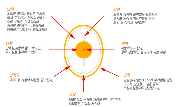 계란3.gif