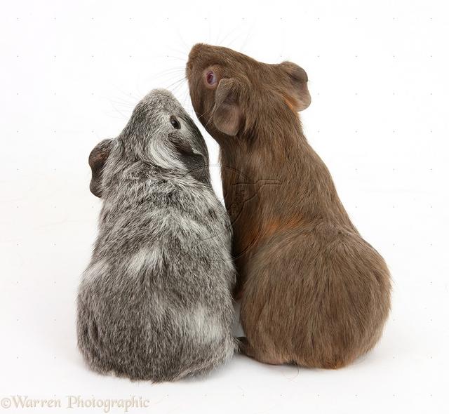 28947-Silver-and-chocolate-baby-Guinea-pigs-back-view-white-background.jpg