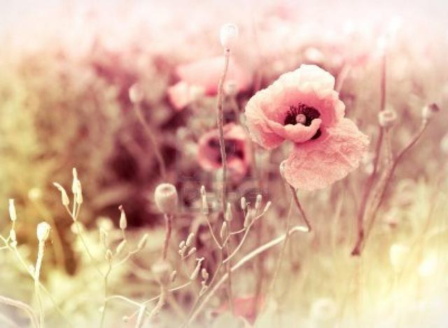 Morning-Flowers-Vintage-Photography-Wallpaper.jpg