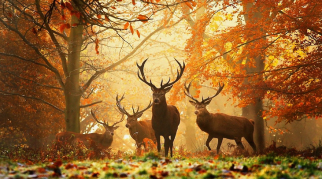 autumn deers