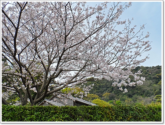 센간엔참고벚나무.JPG