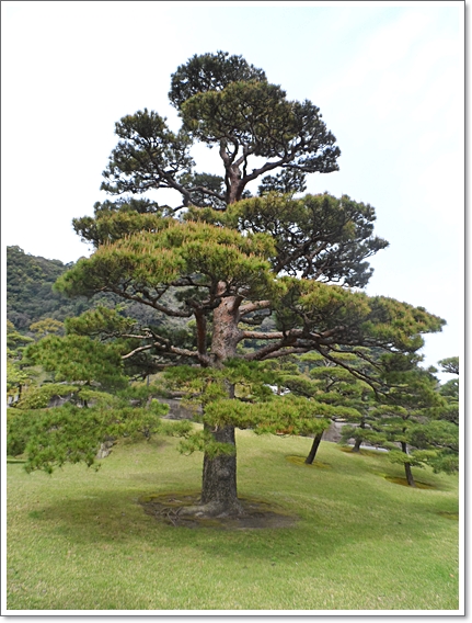 센간엔참고소나무.JPG