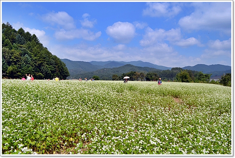 봉평메밀15