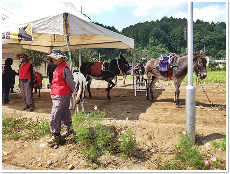 봉평메밀20