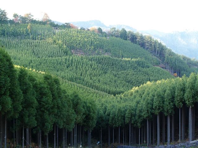 9.일본1기타야마의삼나무 인공림312p.JPG