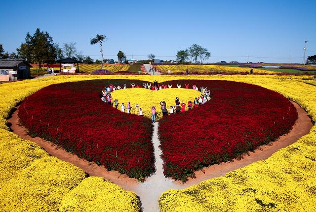 김선미.__국화축제.jpg