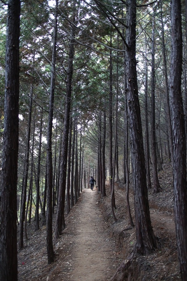 순천 봉화산둘레길의 편백나무숲. 