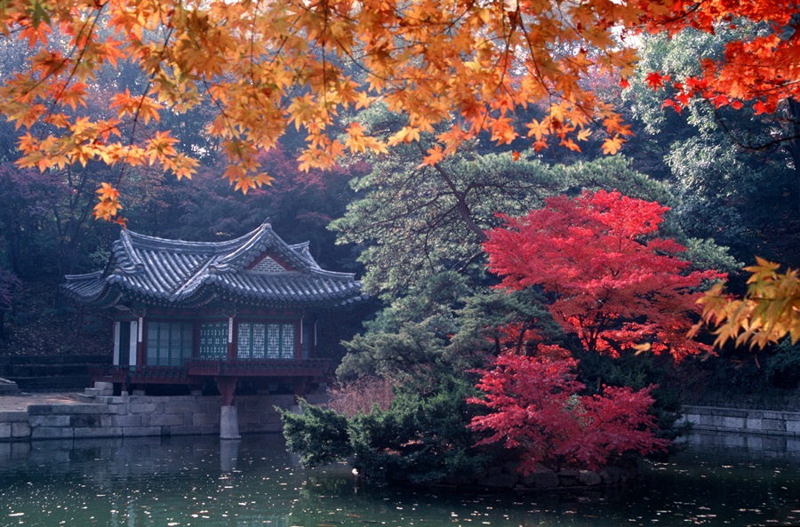 가을 창덕궁에 단풍이 들어 더욱 아름답게 만든다. 