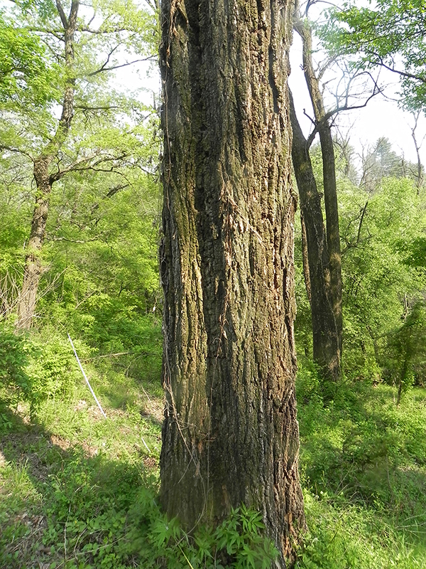 아카시나무는 수령이 오래 돼도 이산화탄소 흡수량이 변하지 않는 것으로 나타나 지구온난화 방지에 유익한 나무로 확인됐다. 