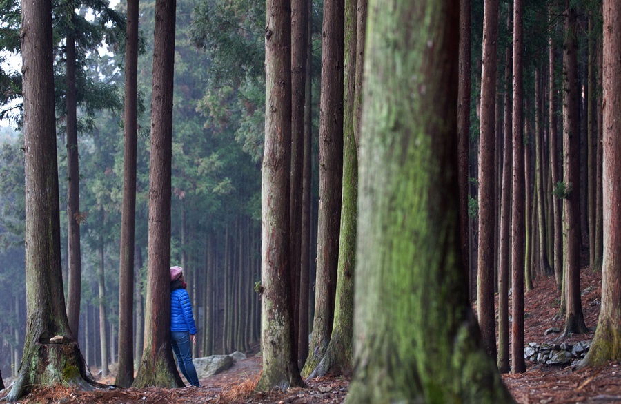 장성 축령산은 한국 최고의 편백나무숲에서 뿜어져 나오는 피톤치드로 전국에서 가장 많은 사람이 찾는 숲으로 알려져 있다. 