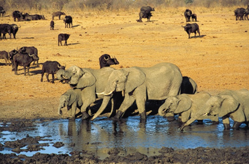 초베 국립공원에서 뛰놀고 있는 아프리카 동물들. 