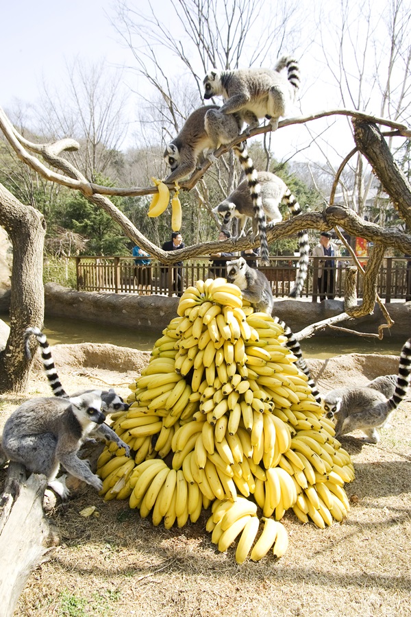 바나나 탑’을 맛있게 즐기는 알락꼬리여우원숭이들. 