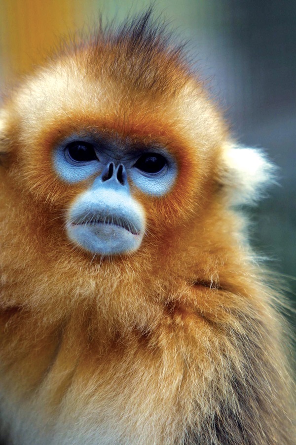 손오공의 후예로 알려져 있는 황금원숭이의 모습. 