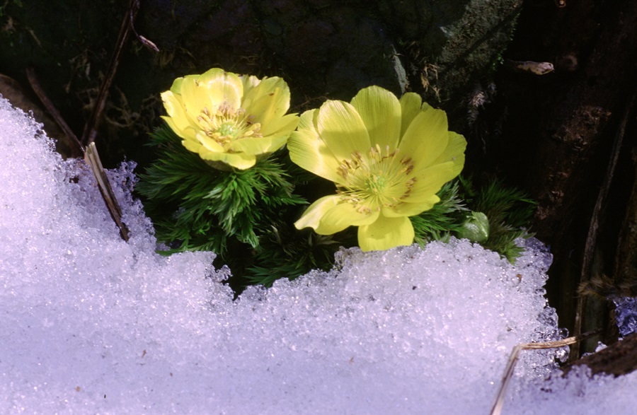 얼음을 뚫고 올라온 세복수초가 노란꽃을 피워 더욱 아름답고 강인하게 보인다. 