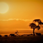 Kenya, Amboseli Park a4