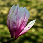 3 magnolia
