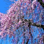 2-1 (weeping cherry)
