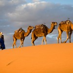 Camel caravan 2