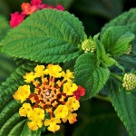 Lantana camara 1-1