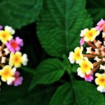 Lantana camara 1-2