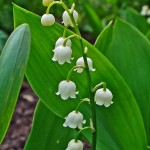 lily of the valley 1
