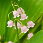 lily of the valley 2