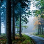 misty forest