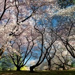 Longwood, Cherryblossom