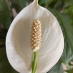 Spathe (peace lily) 1-1