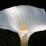 Spathe (peace lily) 1-2