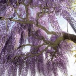 Wisteria