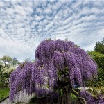 Wisteria 2