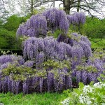 Wisteria 3