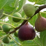 figs-fig-tree
