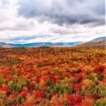 foliage on hill