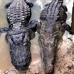 Alligator & Crocodile