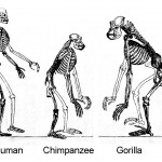 Ape skeleton 1-1
