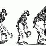 Ape skeleton evolution 1-2