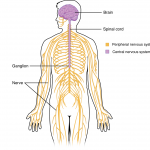 Body, Nervous System 1-2