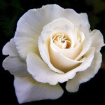 White rose 1-3