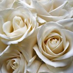 White rose 1-3