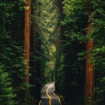 California, forest
