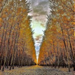 Oregon, fall trees